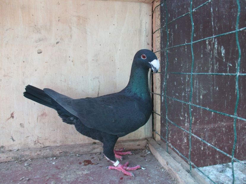  - porumbei iunie 2017