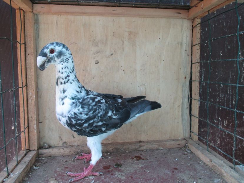  - porumbei iunie 2017