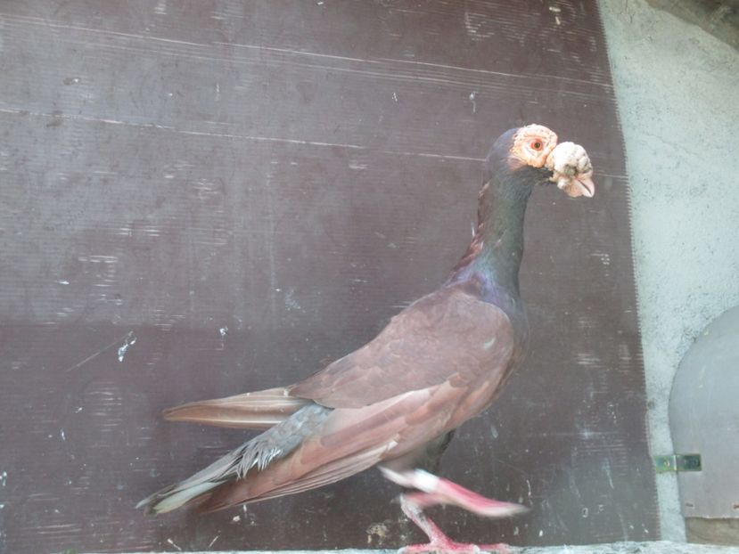  - porumbei iunie 2017