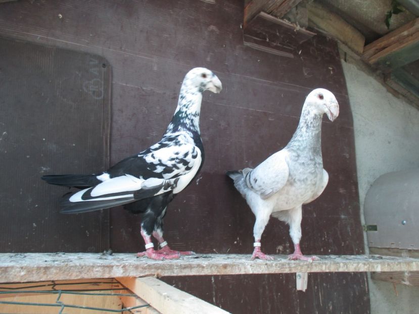  - porumbei iunie 2017