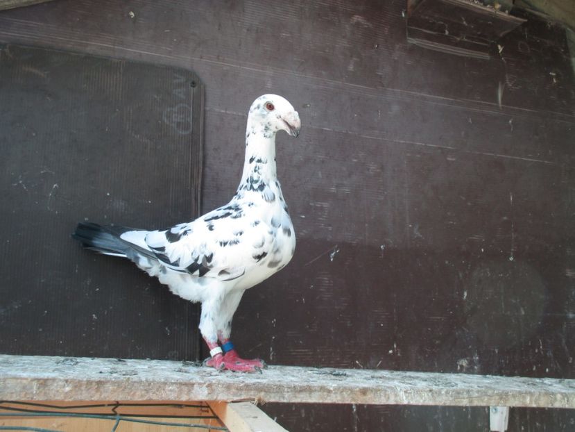  - porumbei iunie 2017