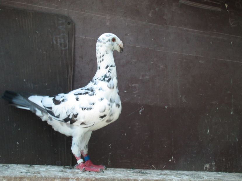  - porumbei iunie 2017