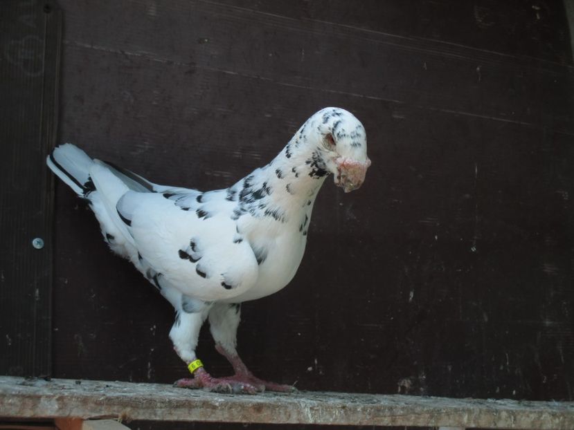  - porumbei iunie 2017