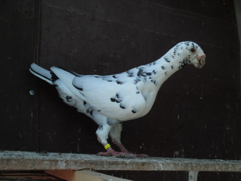  - porumbei iunie 2017