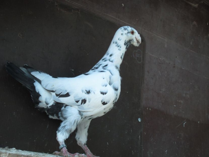  - porumbei iunie 2017