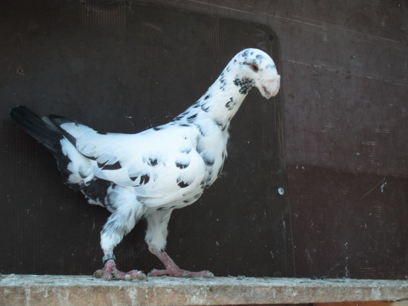  - porumbei iunie 2017