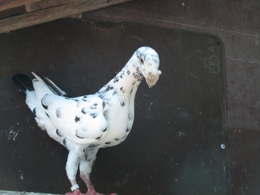  - porumbei iunie 2017