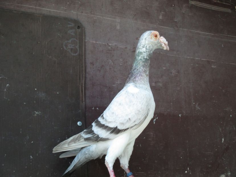  - porumbei iunie 2017