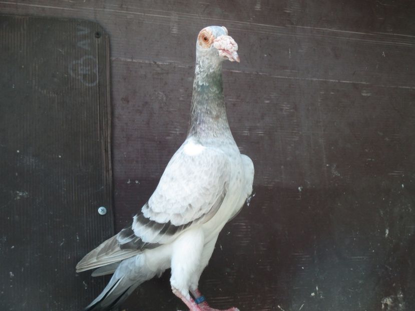  - porumbei iunie 2017