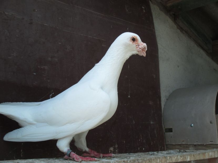  - porumbei iunie 2017