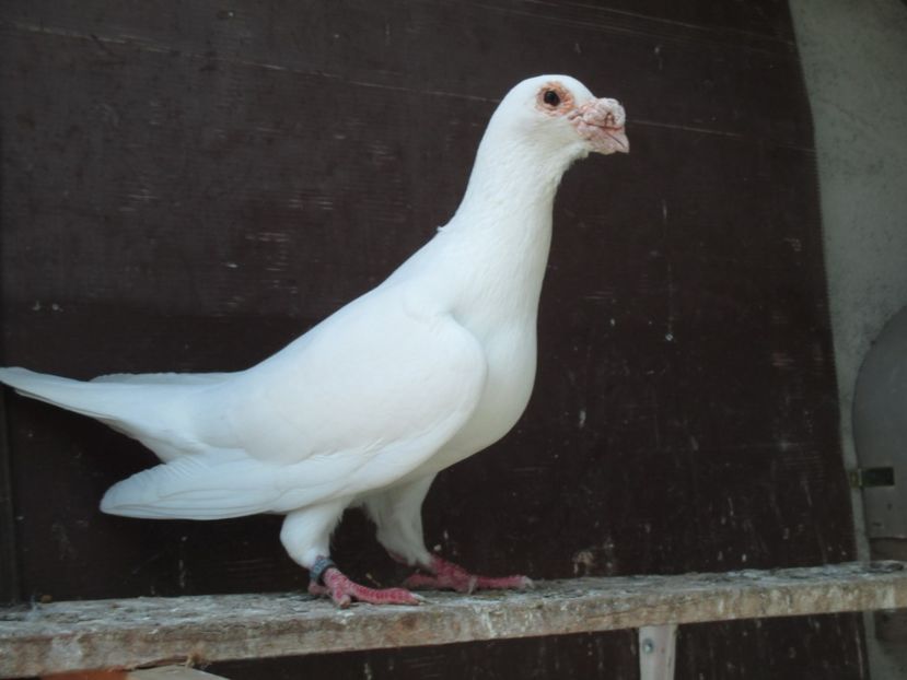  - porumbei iunie 2017