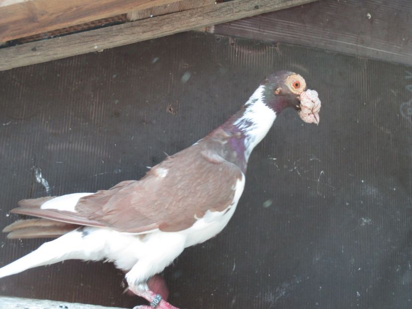  - porumbei iunie 2017