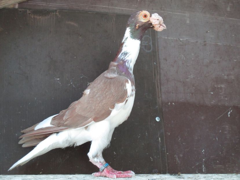  - porumbei iunie 2017