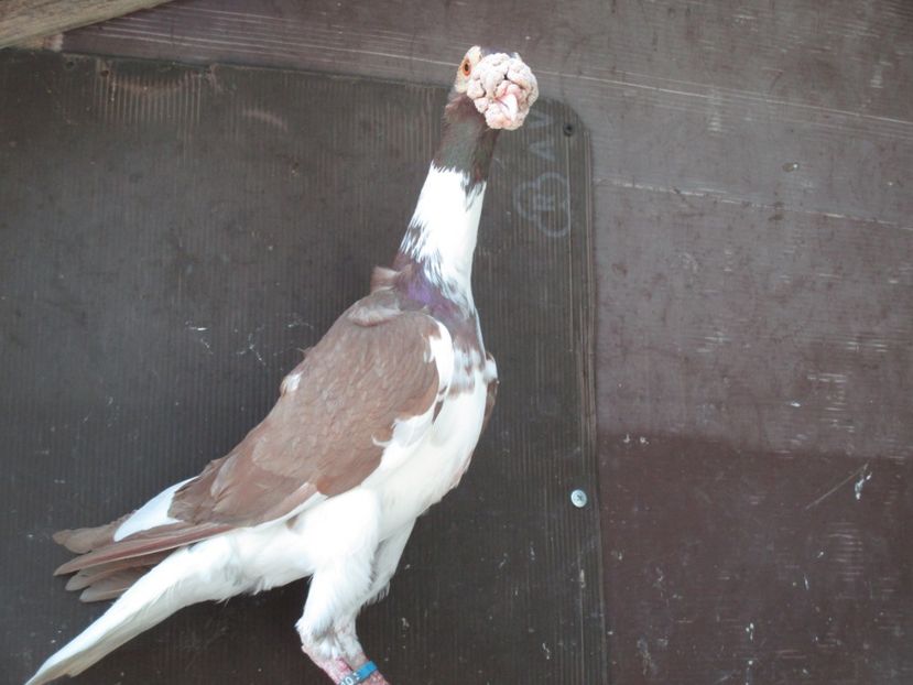  - porumbei iunie 2017