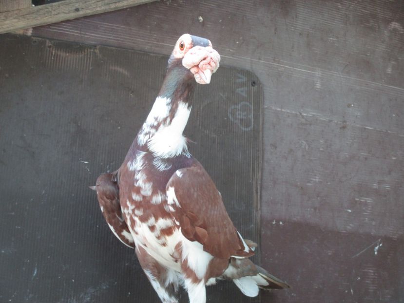  - porumbei iunie 2017