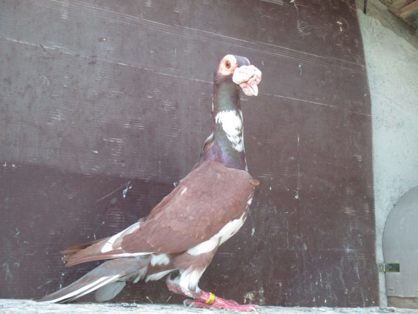  - porumbei iunie 2017