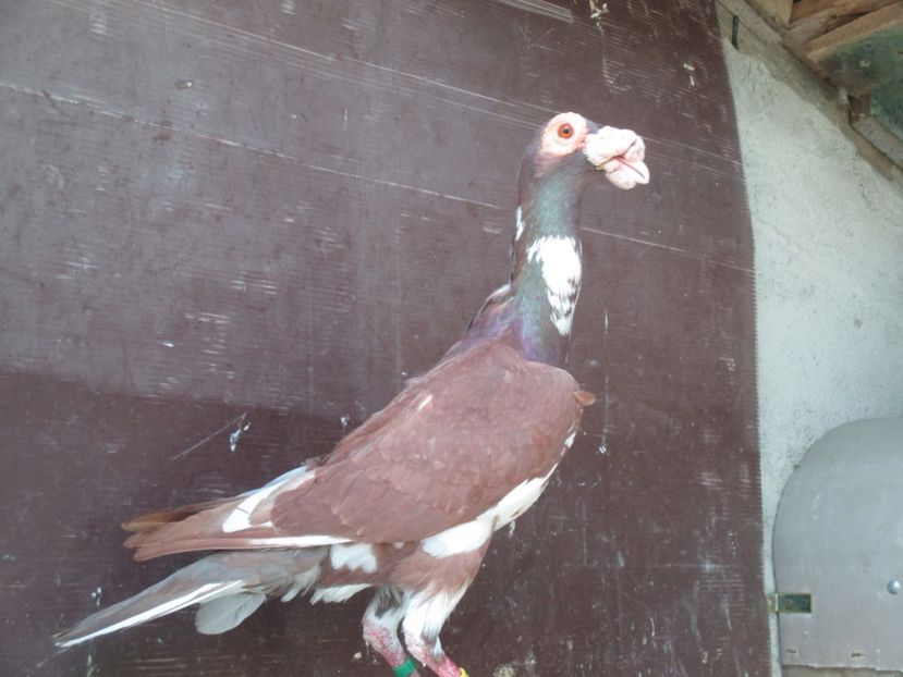  - porumbei iunie 2017