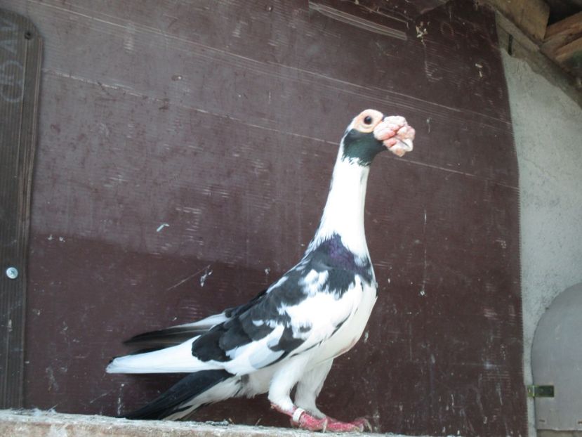  - porumbei iunie 2017