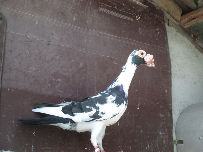  - porumbei iunie 2017