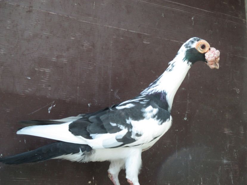  - porumbei iunie 2017