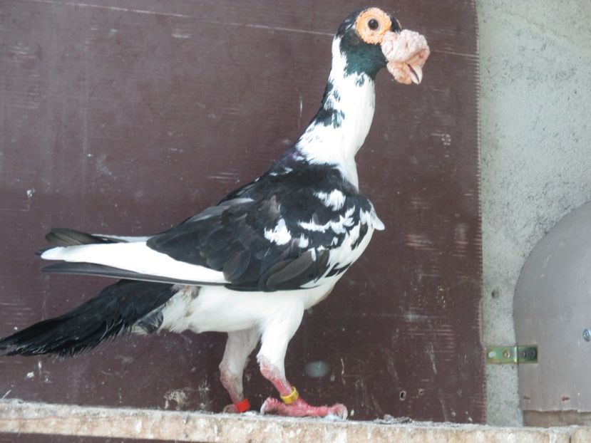  - porumbei iunie 2017