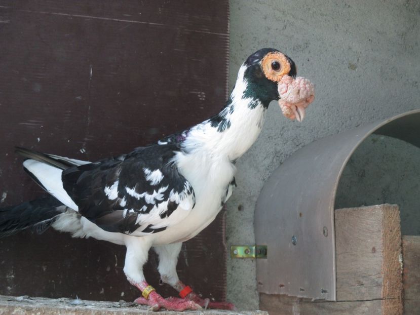  - porumbei iunie 2017