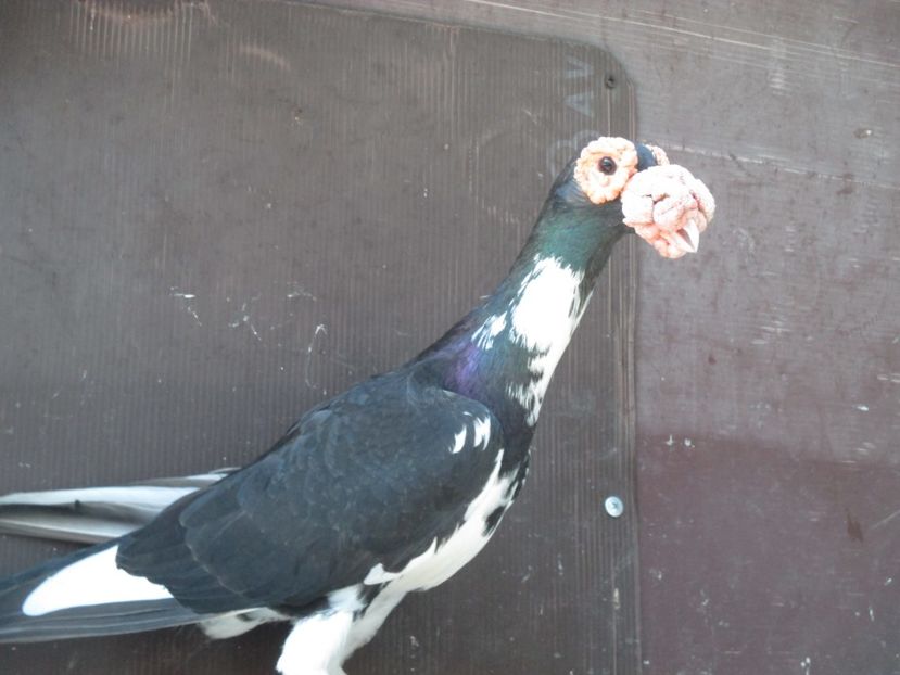  - porumbei iunie 2017