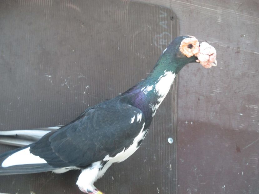  - porumbei iunie 2017