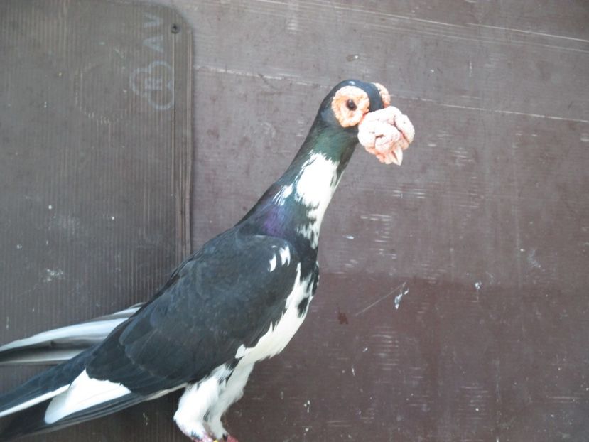  - porumbei iunie 2017