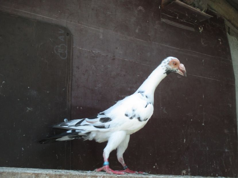  - porumbei iunie 2017