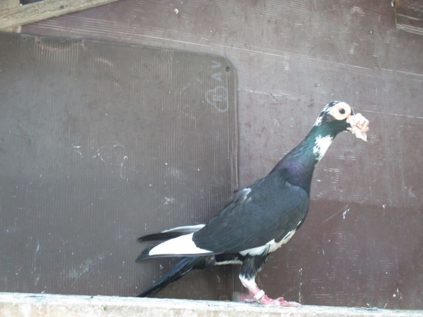  - porumbei iunie 2017