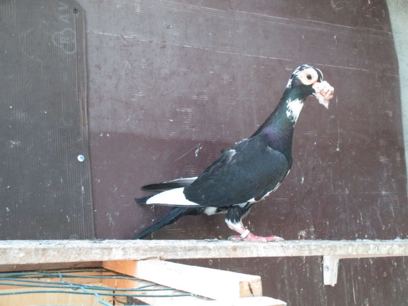  - porumbei iunie 2017