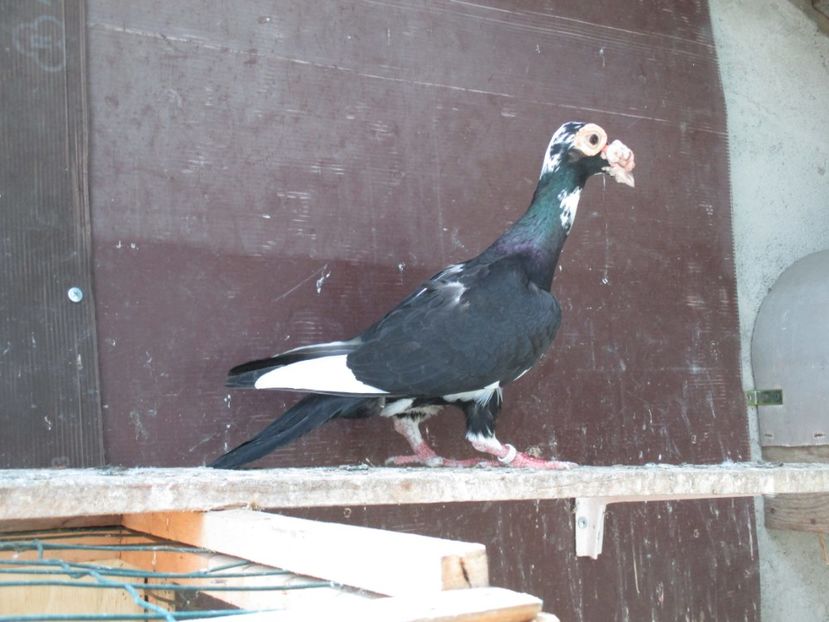  - porumbei iunie 2017