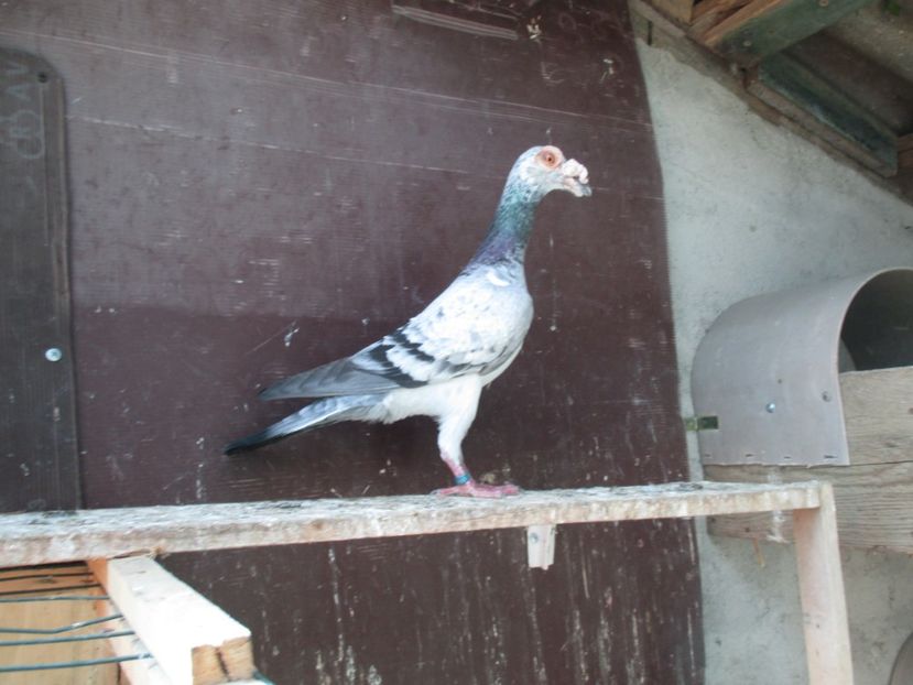  - porumbei iunie 2017