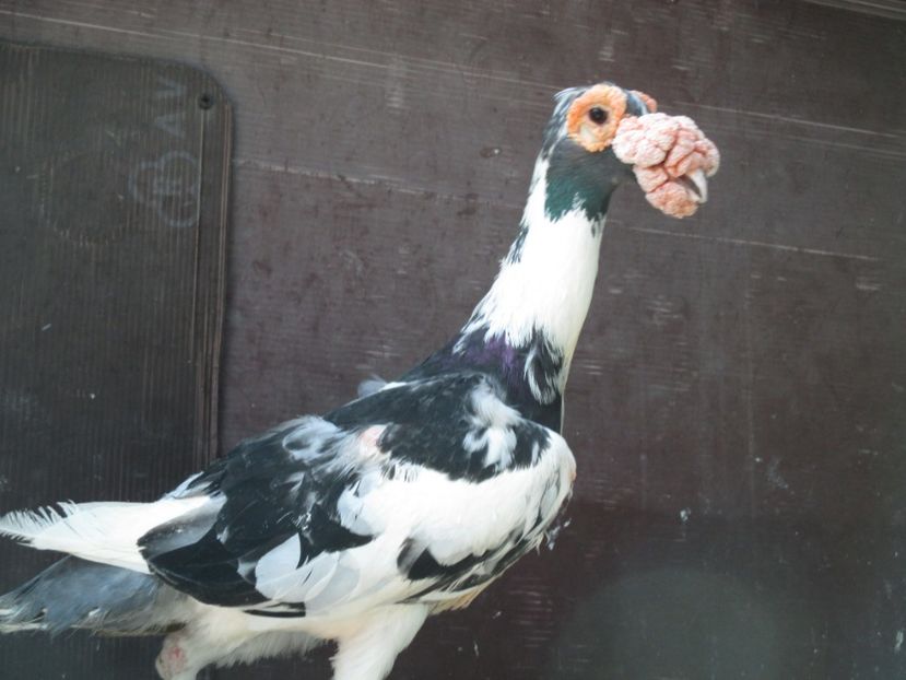  - porumbei iunie 2017