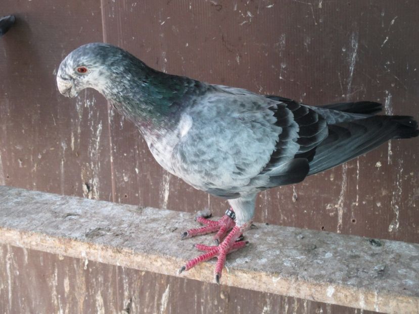  - porumbei iunie 2017