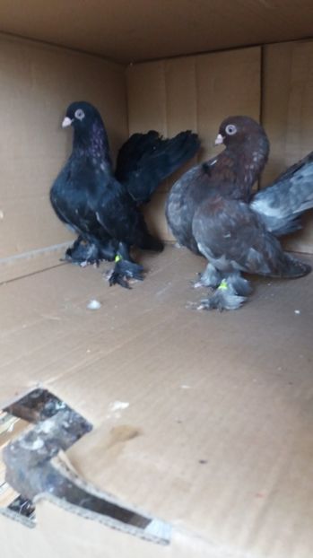 Vanduti lui Daniel Toma - Persoane cu care am colaborat