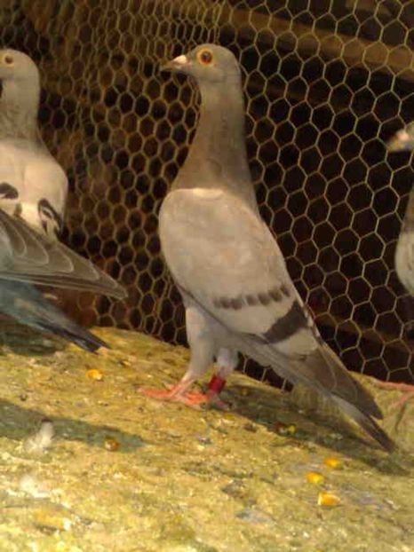 143 - X-Porumbei vinduti