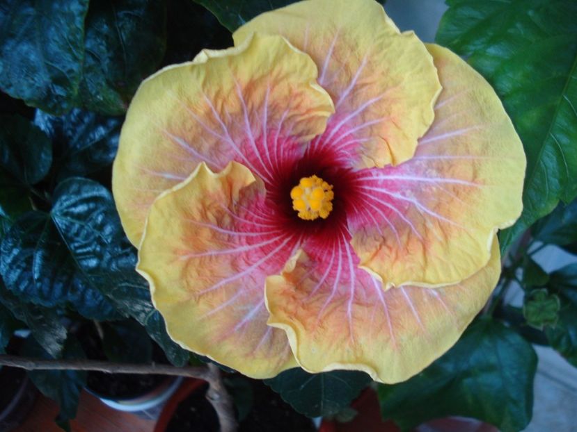  - Hibiscus Jolanda Gommer