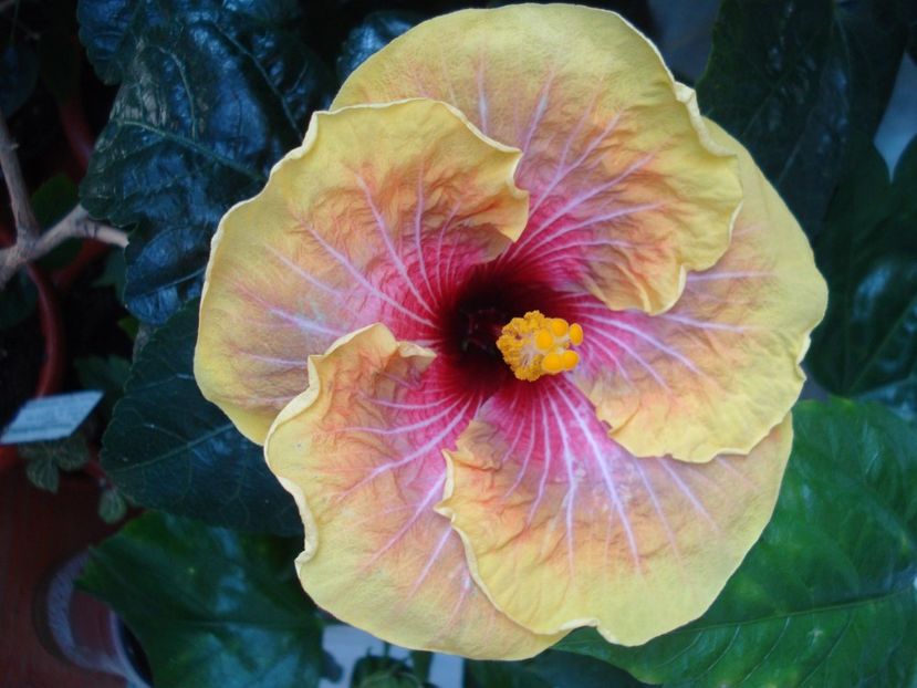  - Hibiscus Jolanda Gommer