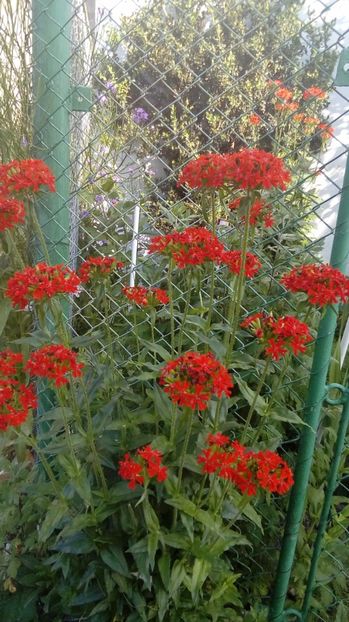 P_20170624_ - Din gradina mamei