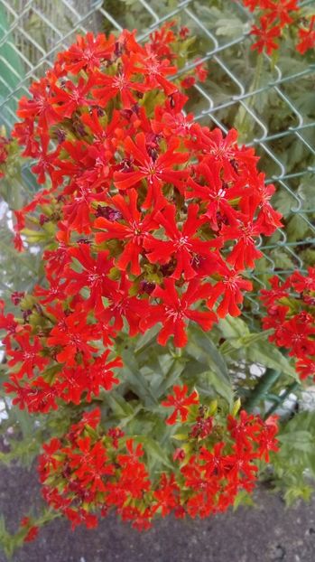 P_20170624 - Din gradina mamei