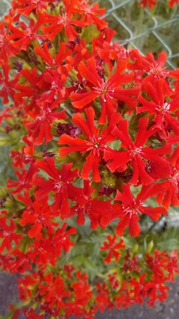 P_20170624_ - Din gradina mamei