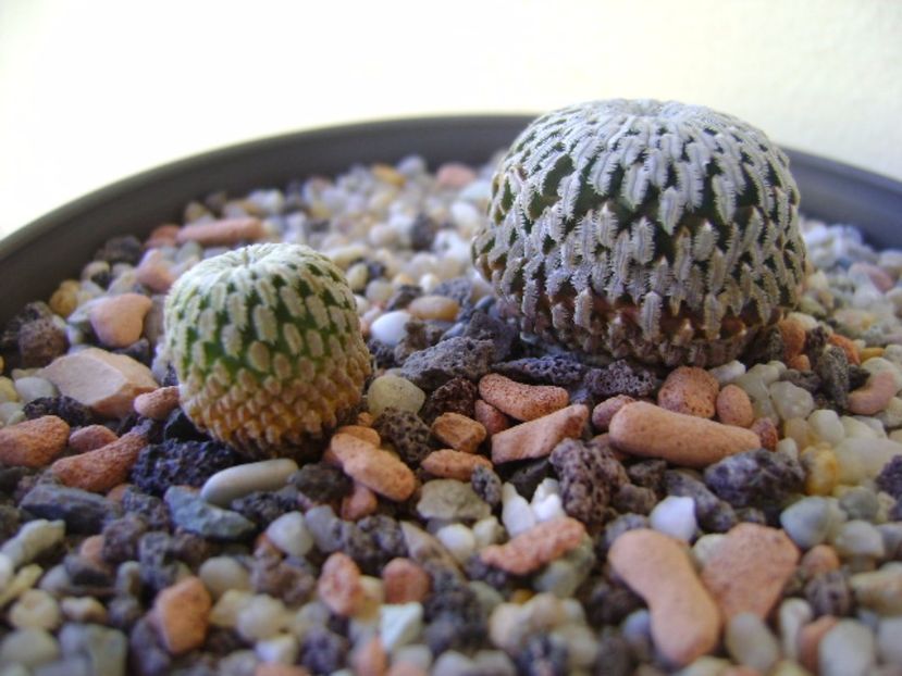 Turbinicarpus pseudopectinatus v. rubriflorus - Cactusi 2017 bis