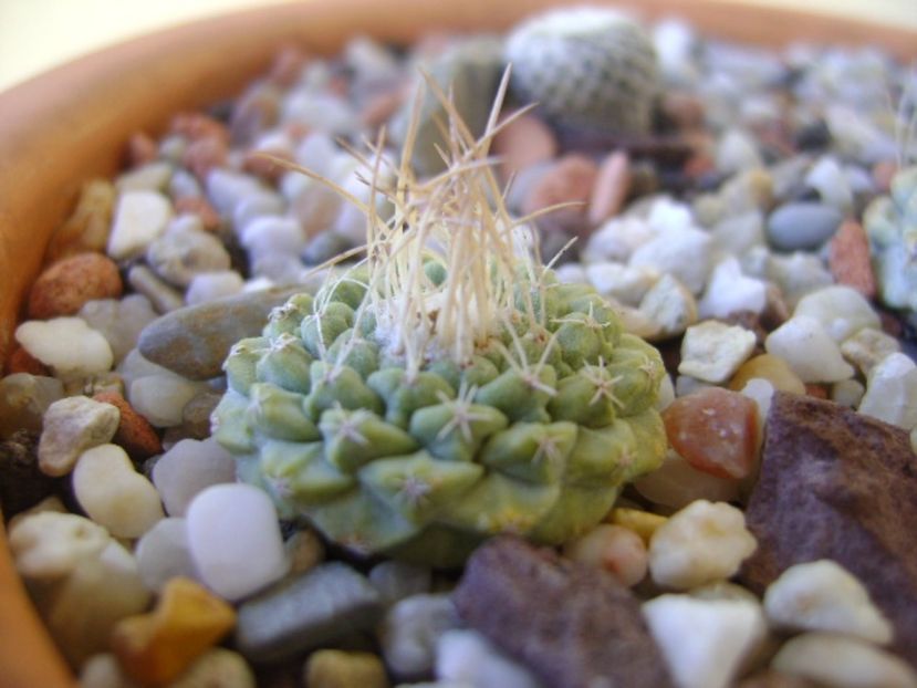 Strombocactus disciformis ssp. jarmillae, Vizarron, Mx. - Cactusi 2017 bis