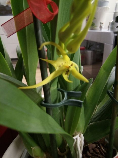  - florile mele dragi