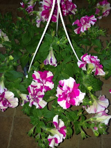 petunii - FLORILE MELE 2017