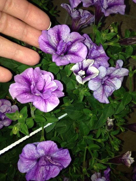 Petunii - FLORILE MELE 2017