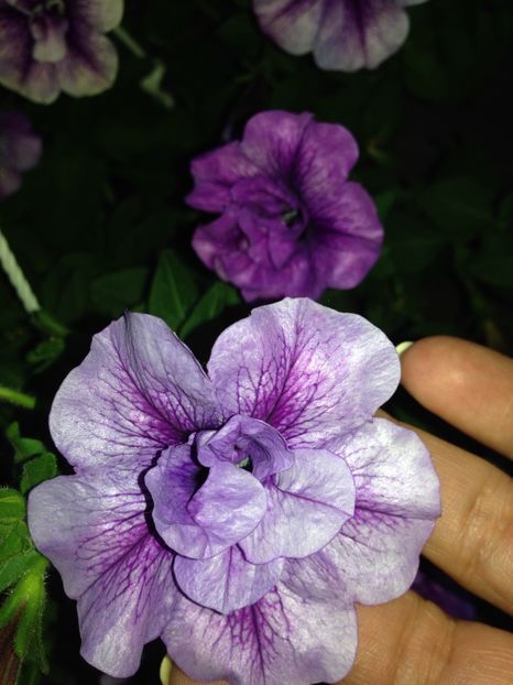 Petunii - FLORILE MELE 2017