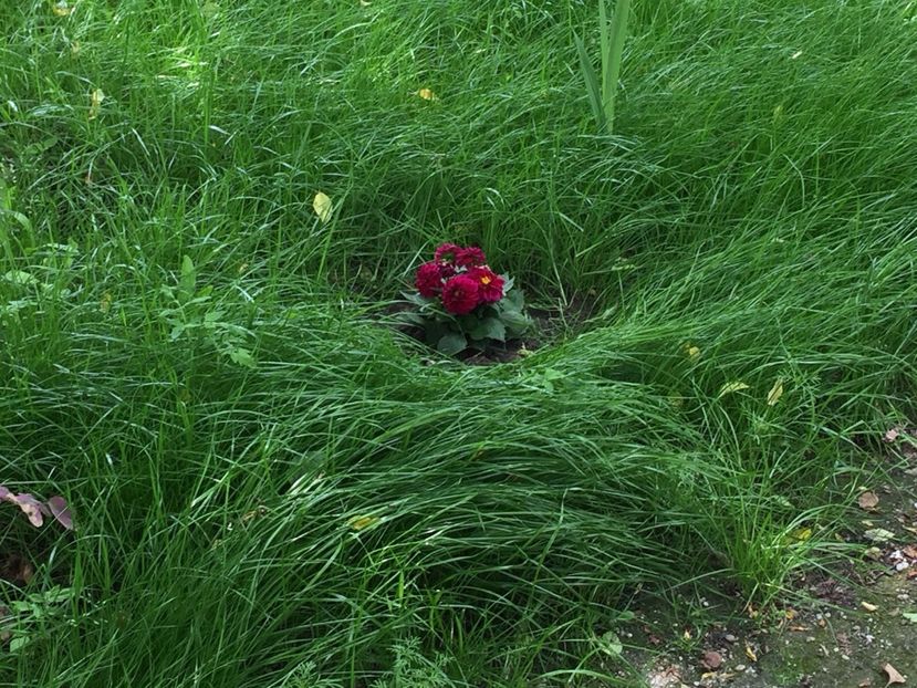 dalie - FLORILE MELE 2017